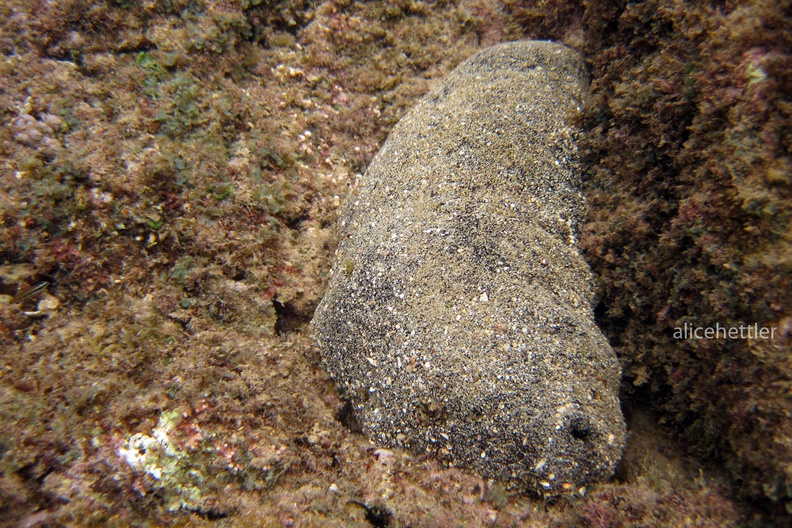 Holothuria rigida.JPG